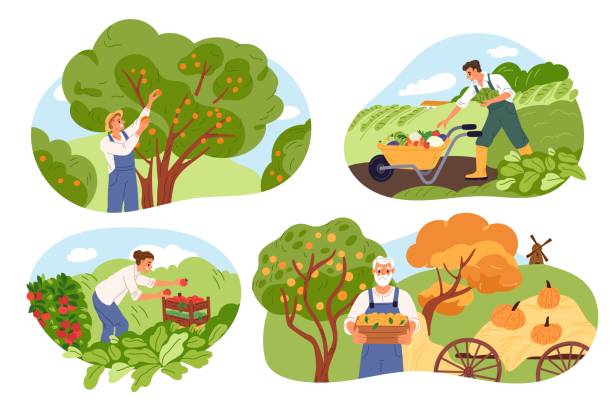 14,300+ Farmer Harvesting Vegetables Stock Illustrations, Royalty-Free  Vector Graphics & Clip Art - iStock