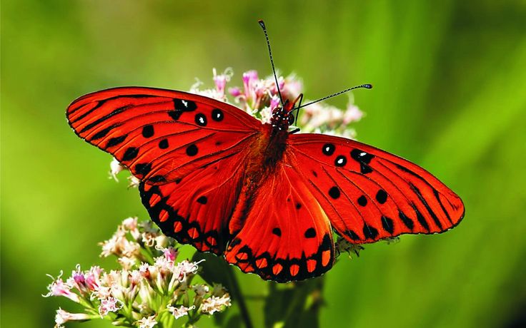 red butterfly