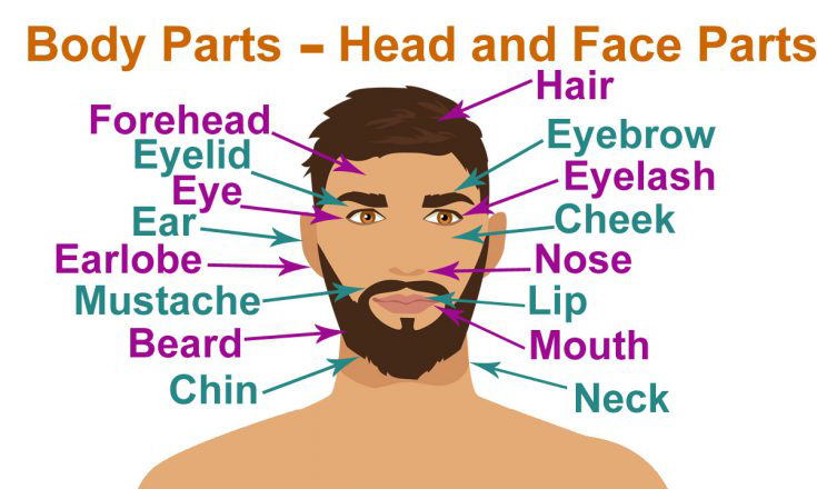 Ôn tập từ vựng chủ đề The body and the face ở trình độ A1 Movers ...