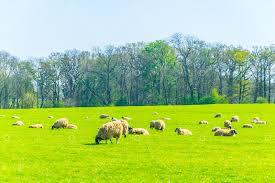Herd of sheep is grazing at the Burghley estate in Stamford, England Image  - Stock by Pixlr