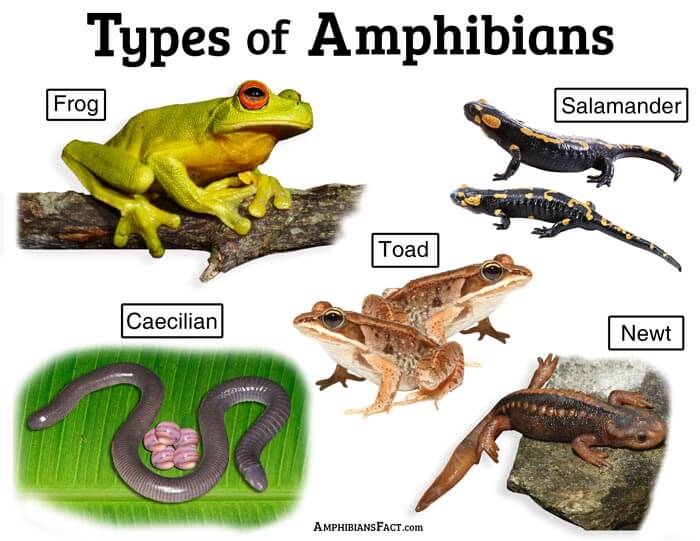 amphibianfact.com