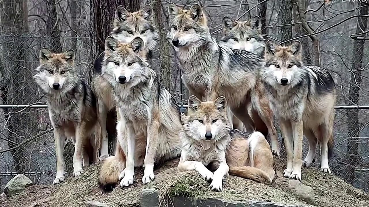 nywolf.org